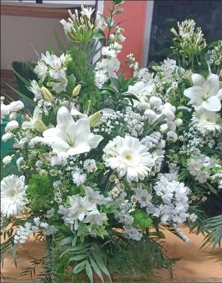 Plantas